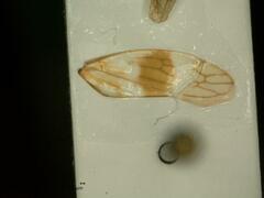 Tremulicerus tremulae