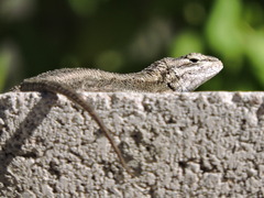 Sceloporus edbelli