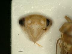 Tremulicerus tremulae