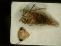 Tremulicerus tremulae