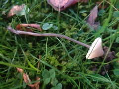 Mycena leptocephala