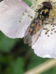 Meliscaeva auricollis