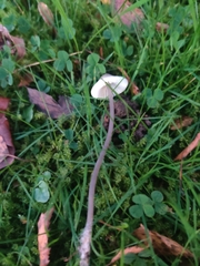 Mycena leptocephala