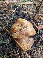 Pisolithus