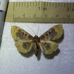 Polygrammodes multifenestrata