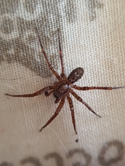 Corinnidae