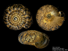 Neophenacohelix ziczac