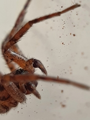 Corinnidae