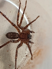 Corinnidae