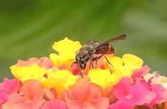 Ancistrocerus madaera