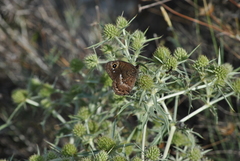 Satyrus actaea