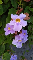 Thunbergia laurifolia