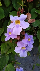 Thunbergia laurifolia
