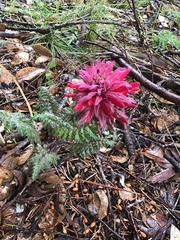 Pedicularis densiflora