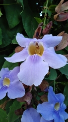 Thunbergia laurifolia