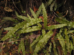 Elaphoglossum rzedowskii