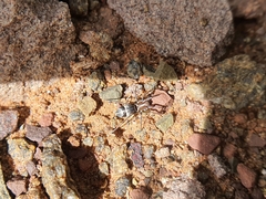 Corinnidae
