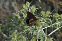 Satyrus actaea