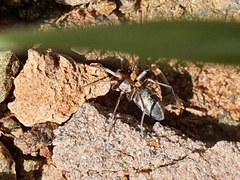 Corinnidae
