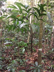 Geonoma blanchetiana