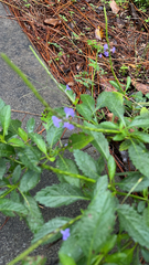 Stachytarpheta jamaicensis