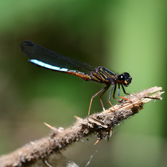 Platycypha amboniensis