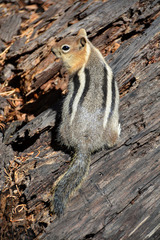Golden-Mantled Ground Squirrel photo 5