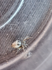 Cyrtophora citricola