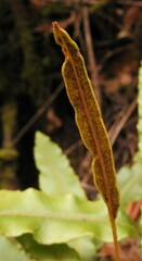 Elaphoglossum rzedowskii