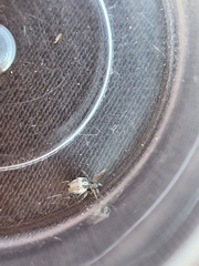 Cyrtophora citricola