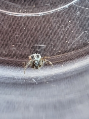 Cyrtophora citricola