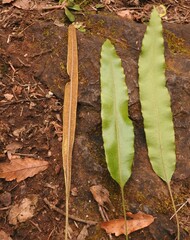 Elaphoglossum rzedowskii