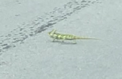 Chamaeleo calyptratus