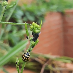 Cheilomenes sulphurea