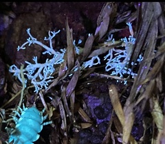 Sphaerophorus venerabilis