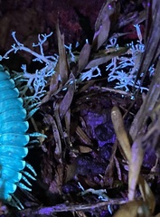 Sphaerophorus venerabilis