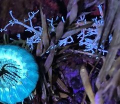 Sphaerophorus venerabilis