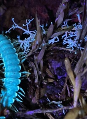 Sphaerophorus venerabilis