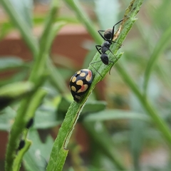 Cheilomenes sulphurea