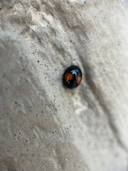 Chilocorus
