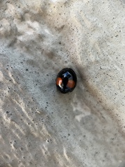Chilocorus
