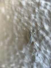 Chironomidae