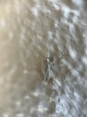 Chironomidae