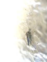 Chironomidae