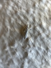 Chironomidae