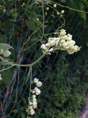 Antigonon flavescens