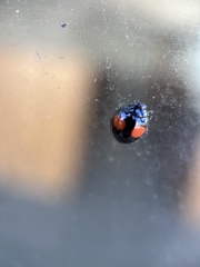 Chilocorus