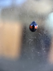 Chilocorus