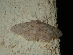 Idaea