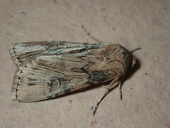 Agrotis herzogi